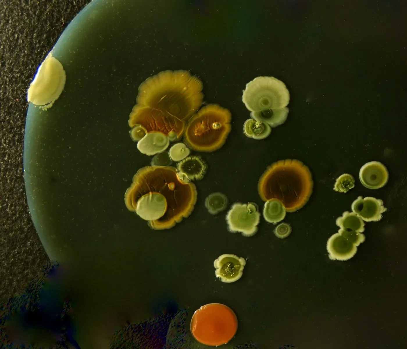 Bacterial colonies growing on a culture plate